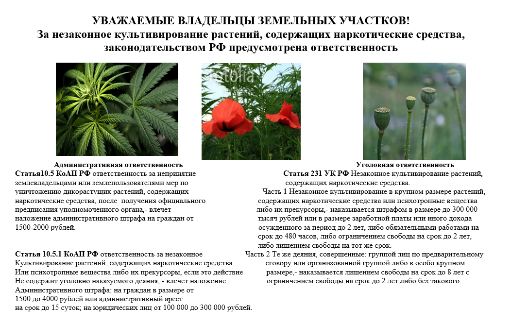 pamyatka_dlya_zemlevladelcev-nezakonnoe_kultivi.png